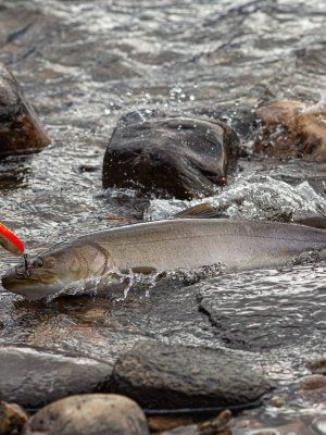 Рыбалка на трофейного тайменя на реке Гонам