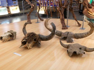 Музей Мамонта