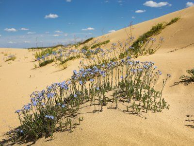 Тукулан Самыс Кумага