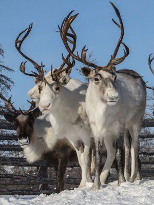 «Discovery of Arctic Yakutia»