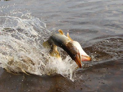 Советы по рыбалке со своего опыта
