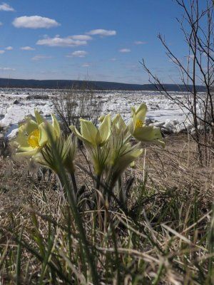 Ледоход на Еланке: Весеннее пробуждение природы и незабываемые виды