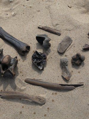 "Золотые Скалы реки Синяя". Синские, Ленские Столбы