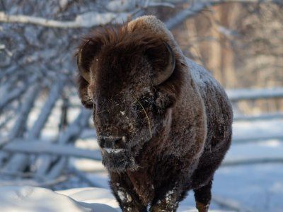 Бизонарий "Усть-Буотамский"