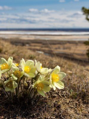 Весеннее пробуждение. Пешая экскурсия по Табагинскому Мысу