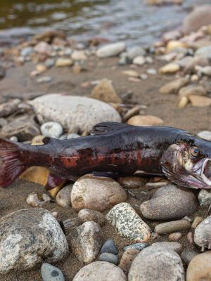 Рыбалка на трофейного тайменя на реке Гонам