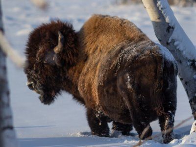 Бизонарий "Усть-Буотамский"