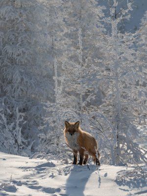 Автопутешествие Якутск - Оймякон - Магадан (Зимний сезон)