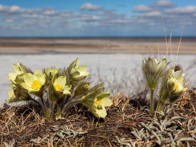 Кангаласский мыс