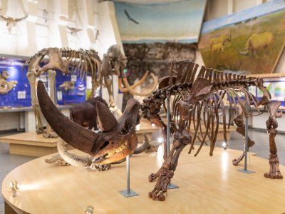 Музей Мамонта