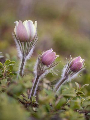 По Кангаласскому Мысу