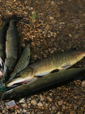 Рыбалка на реках Алдан, Томпо, Хандыга, Барайы, Тукулан, Келя, Тумара