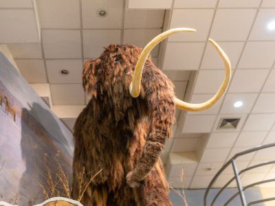 Музей Мамонта