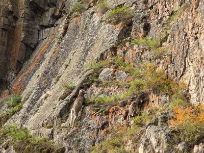 Таймени Мулама и Идюма