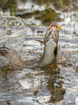 Сплав, отдых и рыбалка на реке Амга. Маршрут: Верхняя Амга - Оннес (390 км.)