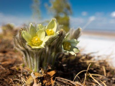 Кангаласский мыс
