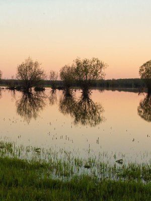 Луковый сплав