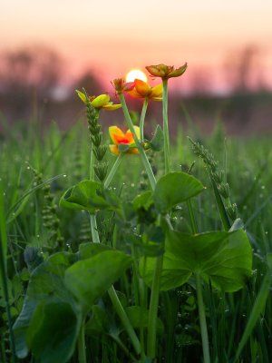 Луковый сплав