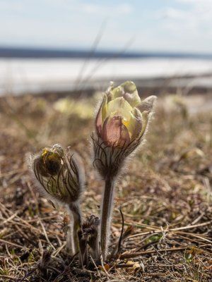 Весеннее пробуждение. Пешая экскурсия по Табагинскому Мысу