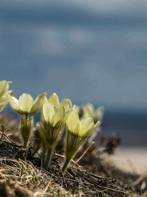 Весеннее пробуждение. Пешая экскурсия по Табагинскому Мысу