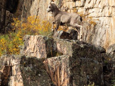 Таймени Мулама и Идюма