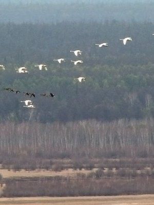 По Кангаласскому Мысу