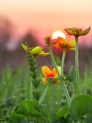 Луковый сплав